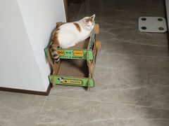 -爱诺耐芙动物医院(万博店)