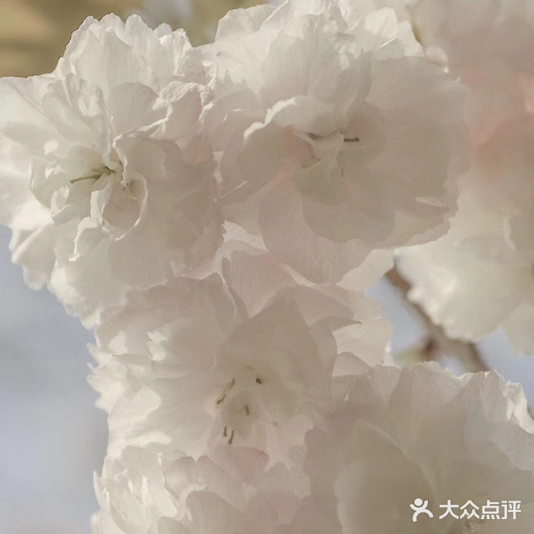 (桃、杏、梨对应的颜色红、粉、白)花里带着甜味