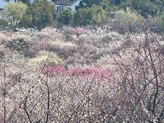 -香雪海