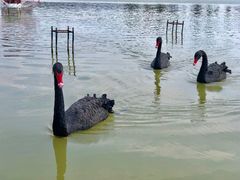 -荷兰花海