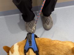 -宠物星动物医院·眼科·异宠·猫科(江南大道总院)