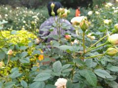 -人民公园(罗湖区)