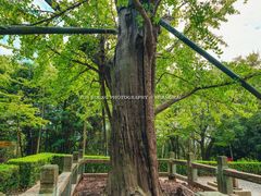 -上海佘山国家森林公园天马山园