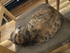 -猫的天空之城概念书店(杭州南宋御街店)