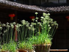 -林坑古村落