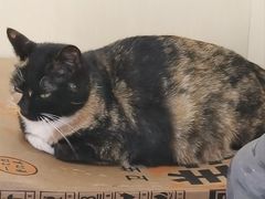 -南小区飘香土豆片(船山区店)