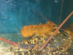 -鑫悦楼煎蟹·16年海鲜大排档