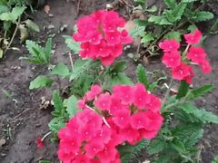 -长春公园(普阳街道)