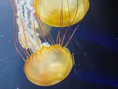 -新加坡海洋生态馆