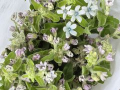 -循礼门鲜花花市(武汉循礼门店)