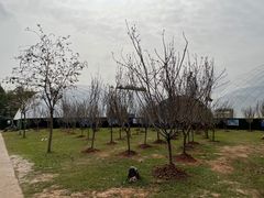 -观澜湖生态运动公社