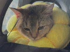 -瑞派福兴宠物医院犬猫全科·骨科·中西医结合(河东店)