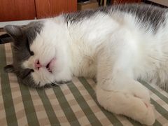 -美联众合动物医院·24h转诊中心