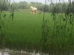 -长兴太湖图影湿地文化园