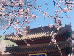 -桃花堤公园