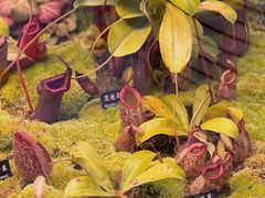 -中国科学院西双版纳热带植物园