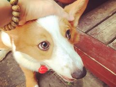 -百好乐宠物友好餐厅(朝外大街店)