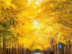 -三里屯东五街银杏大道