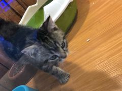 -龟与熊猫宠物公园(南坪店)