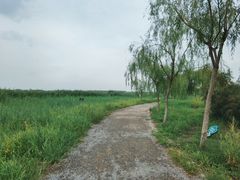 -西青郊野公园