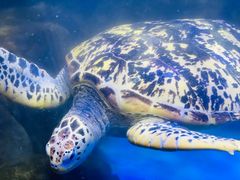 -太平洋海底世界