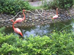 -广东茂名森林公园
