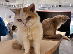 -more than meow吴止猫主题餐厅(承德 中船汇店)