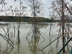 -海珠湖公园