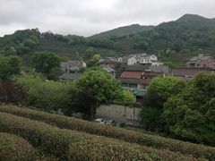 -龙井村