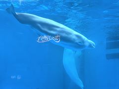 -海合安成都极地海洋公园