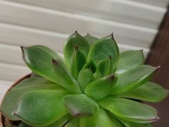 -荣视医眼镜(南外街店)