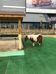 -萌宠亲子动物乐园(槐房万达店)