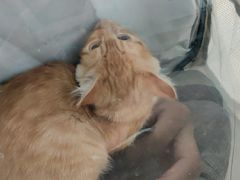 -爱侣宠医·鹦鹉专科·小型哺乳类·异宠专科(灵石路店)