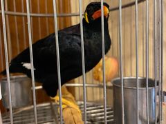 -杭州香格里拉·香宫中餐厅
