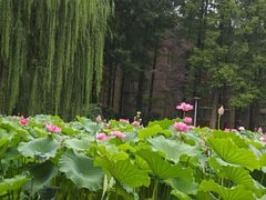 -西南交通大学(九里校区)
