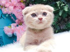 -糯米喵星人·撸猫猫舍咖啡馆(西市场嘉华店)