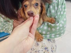 -翊宠yipet猫狗购宠庄园犬舍•猫舍