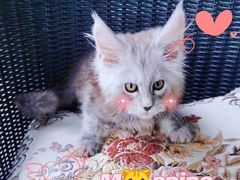 -十年猫舍·猫咪专门店(普陀店)