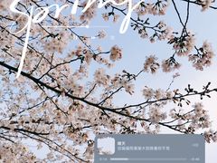 -高东镇樱花园