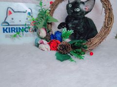 -十年猫舍·猫咪专门店(普陀店)