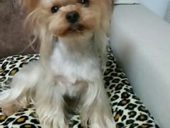 -PETKIT小佩宠物(古北店)