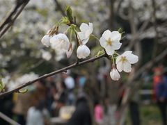 -武汉大学-樱园