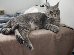 -瑞鹏宠物医院·骨科·猫科·内科(第一中心)