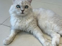 -怪兽屋·羊驼·猫咖·狗咖(俊华广场店)