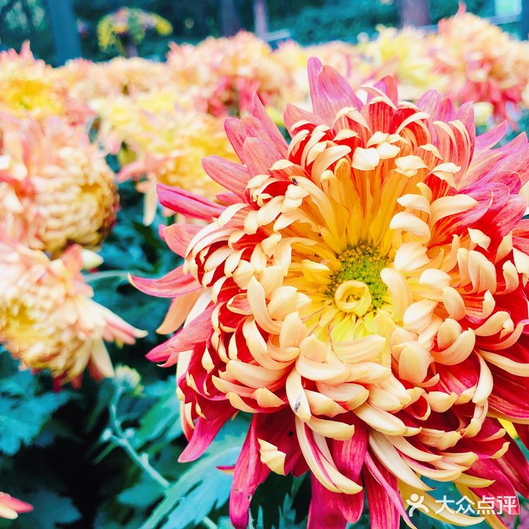 ️周三，午安！ 喜欢秋高气爽的季节  阳光明媚