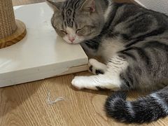 -1013 PET SHOP精品宠物商店(丁香店)