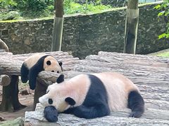 -都江堰中华大熊猫苑