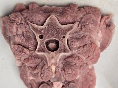 -靖远尕六美味羊羔肉