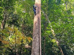 -西双版纳原始森林公园