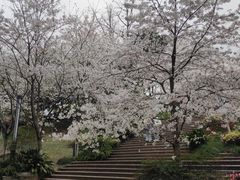 -南山植物园